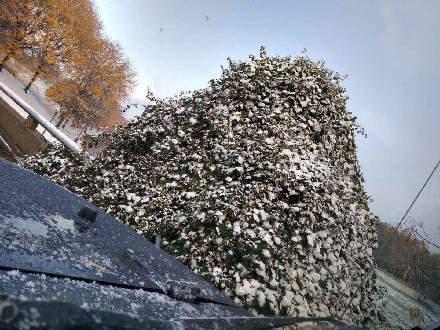 May be an image of jeep and tree